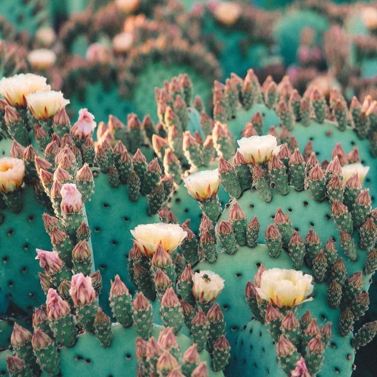 Unique Cacti